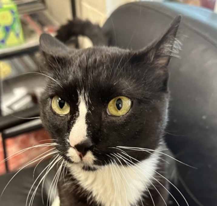 Photo of Tux