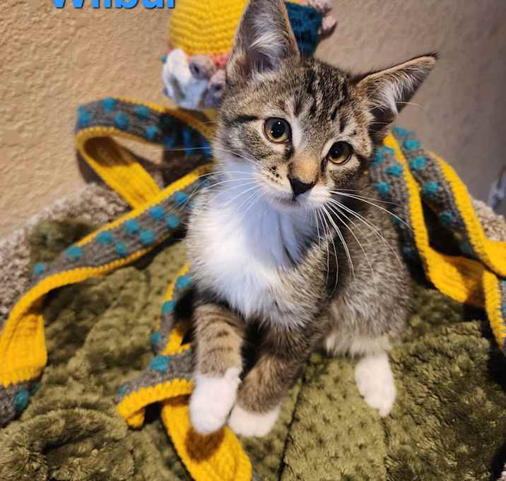Photo of Wilbur