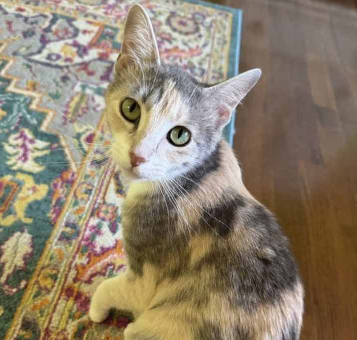 Photo of Calista