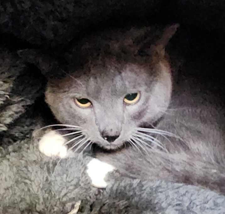 Photo of Jiro (mcas)