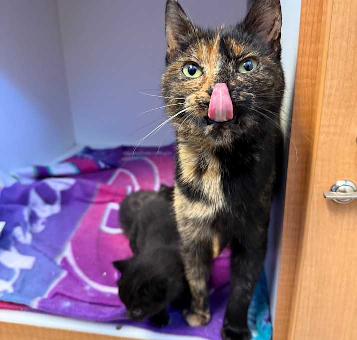 Photo of Cadbury