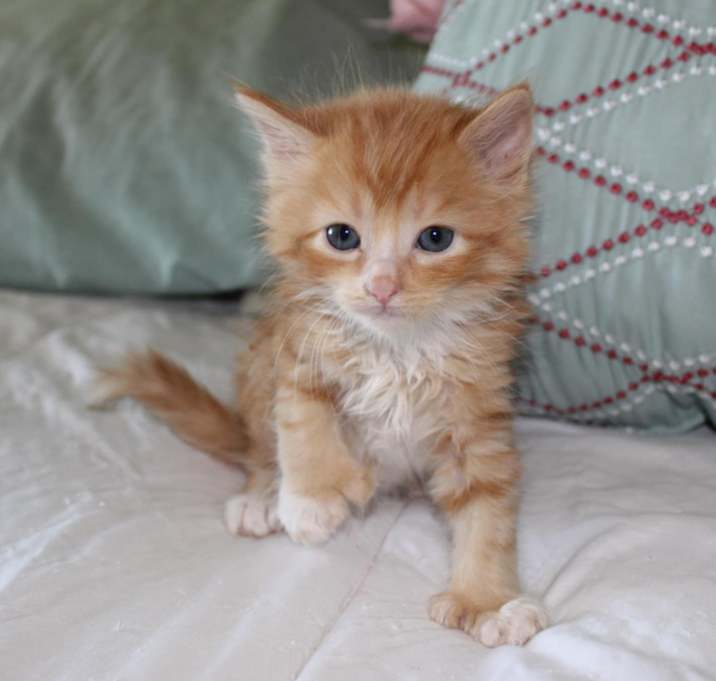 Photo of Odin