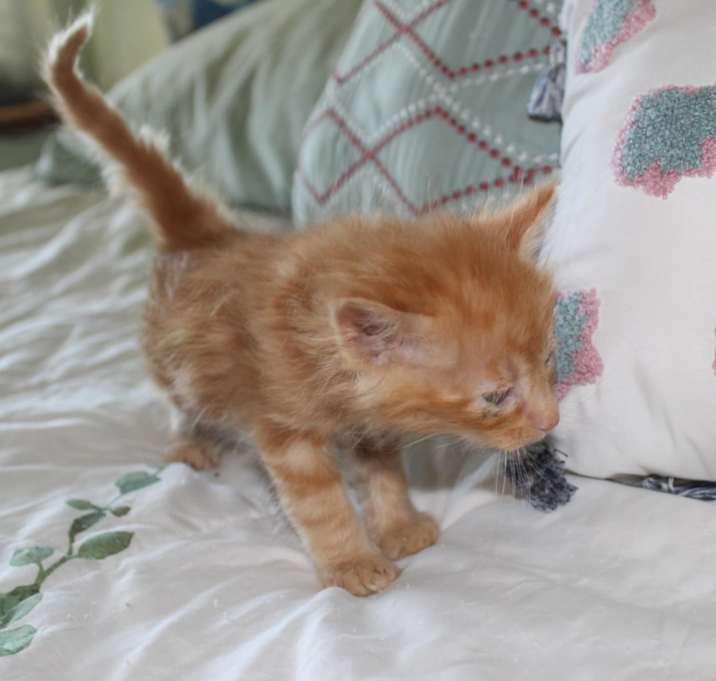 Photo of Thor