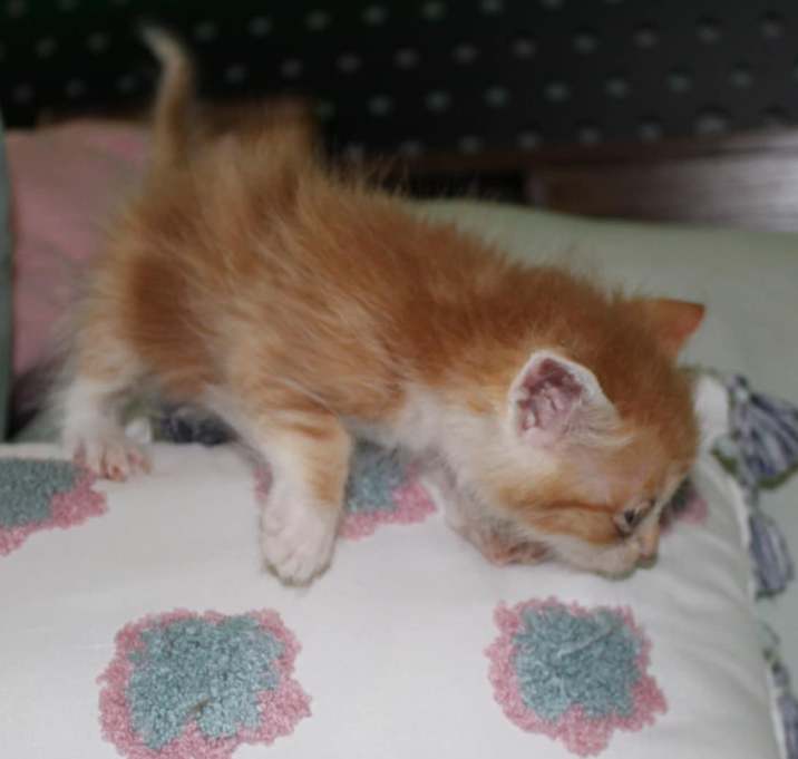 Photo of Loki