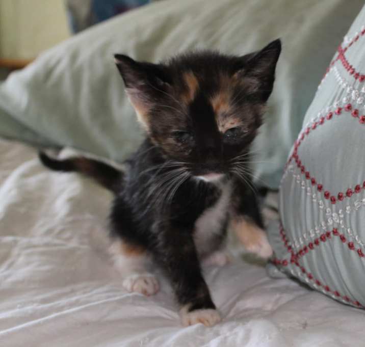 Photo of Freya