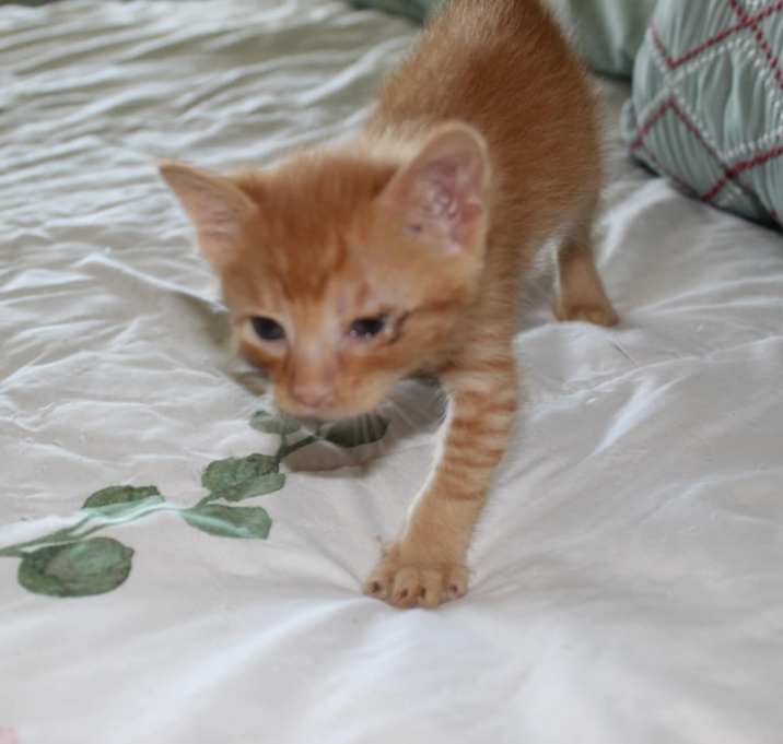Photo of Aries