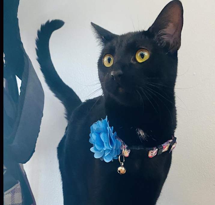 Photo of Noire