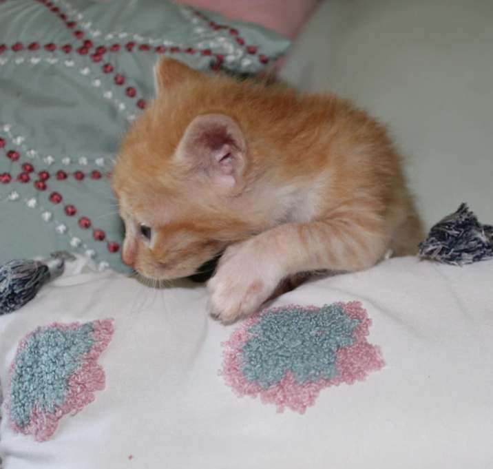 Photo of Pawlie