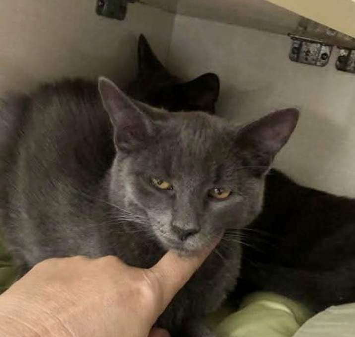 Photo of Lovey Grey (TAS#30)