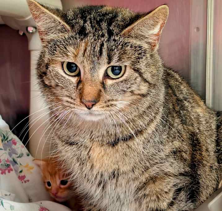 Photo of Cupcake
