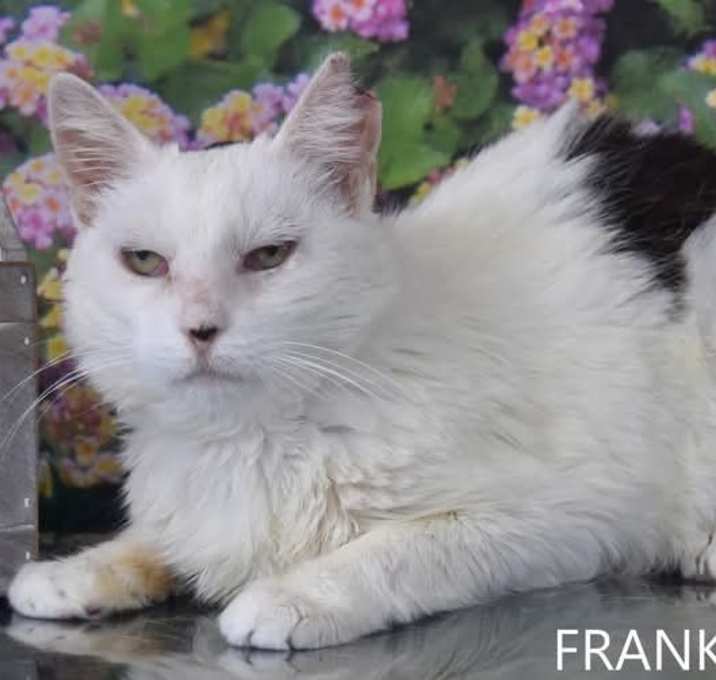 Photo of Frankie - HSOY