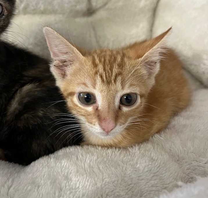 Photo of Jelly Bean
