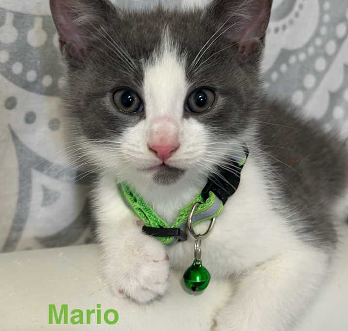 Photo of Mario
