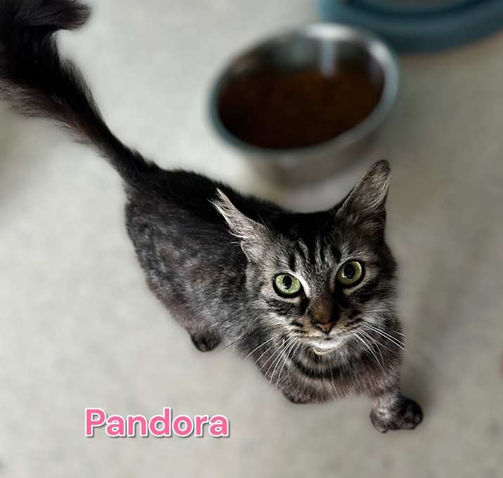 Photo of Pandora