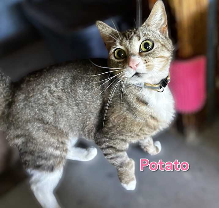 Photo of Potato