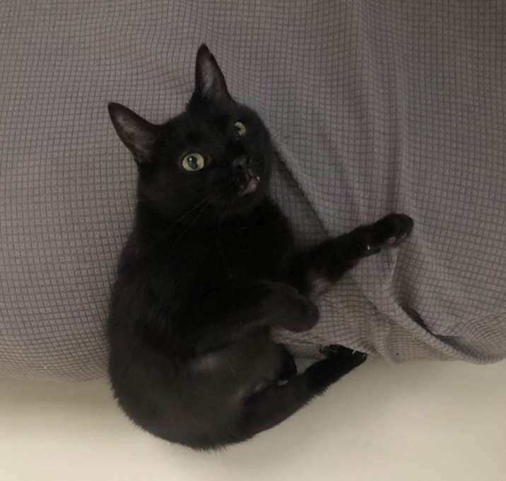 Photo of Puma