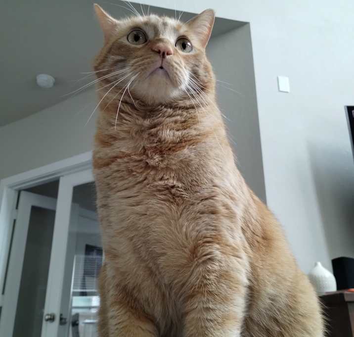 Photo of Tobi
