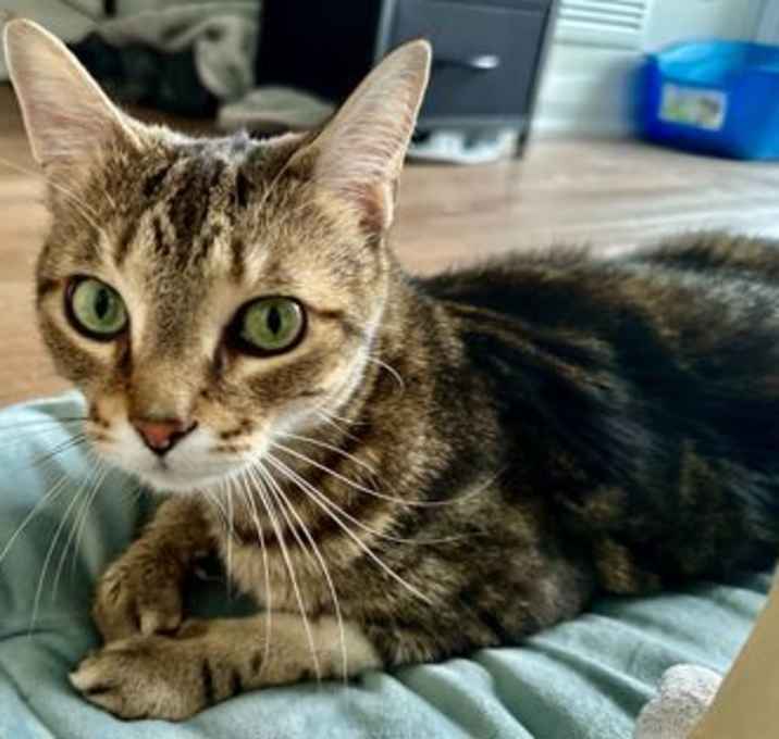 Photo of Timon
