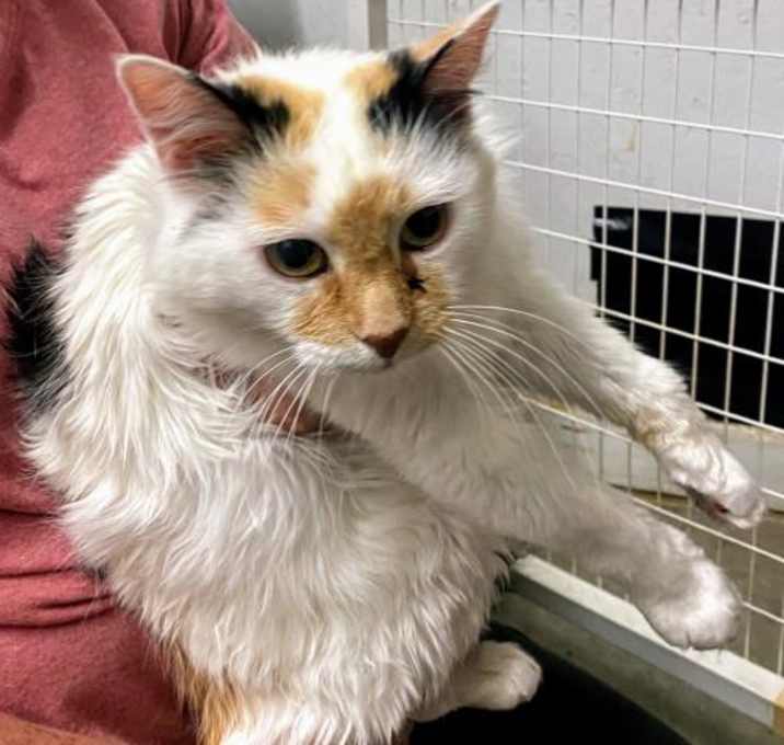 Photo of *PETUNIA