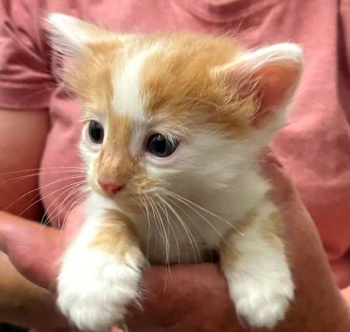 Photo of *BASIL