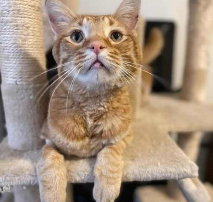 Photo of Peaches