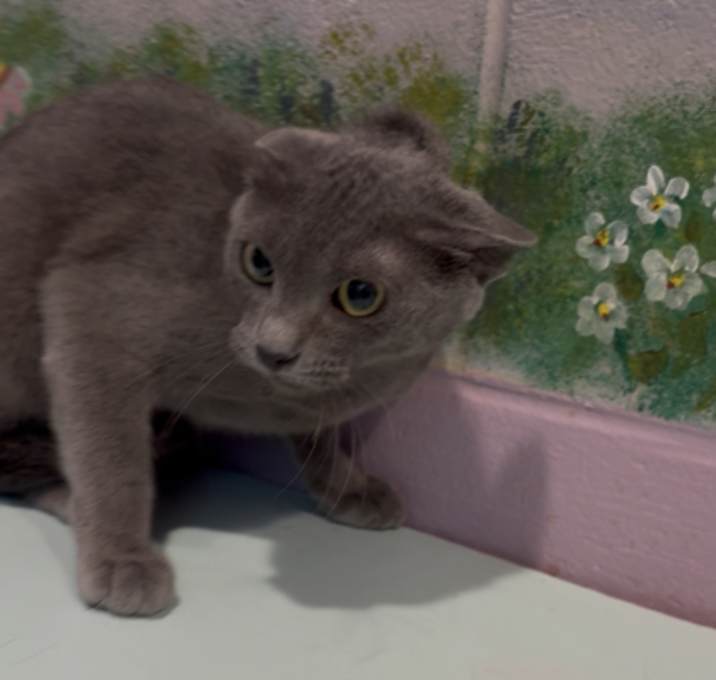 Photo of Jelly Bean