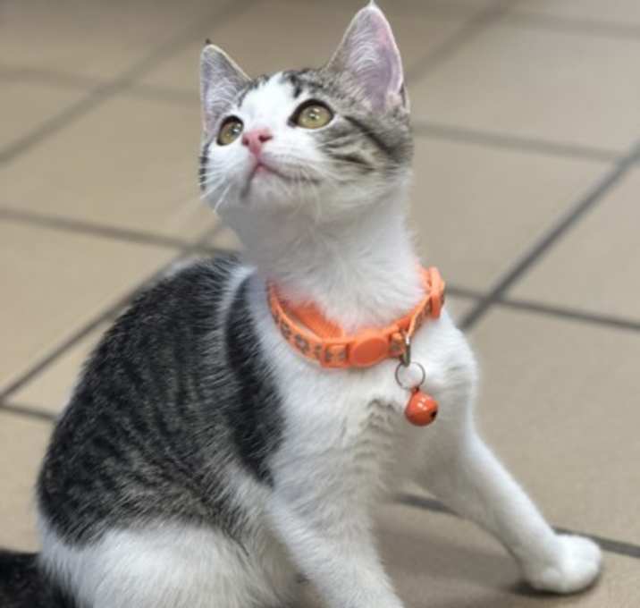 Photo of Pearl