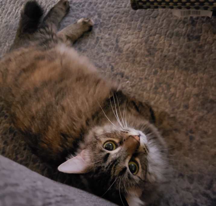 Photo of Mochi