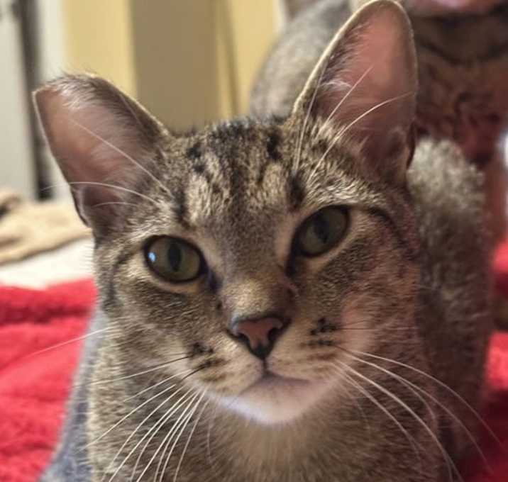 Photo of Zeldo
