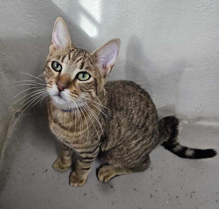 Photo of Biscotti