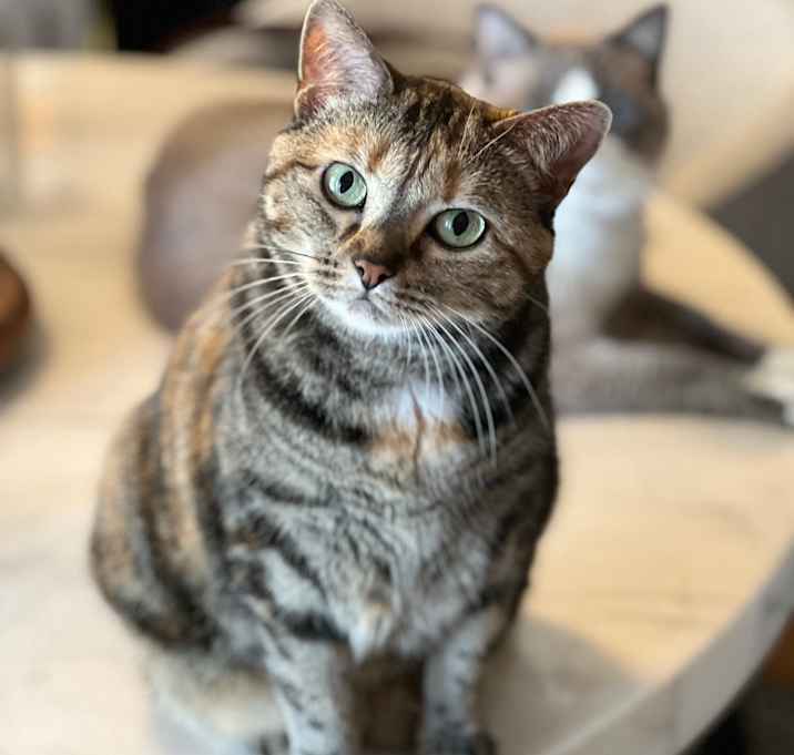 Photo of Gracie