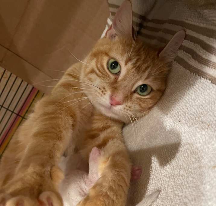 Photo of Ginger