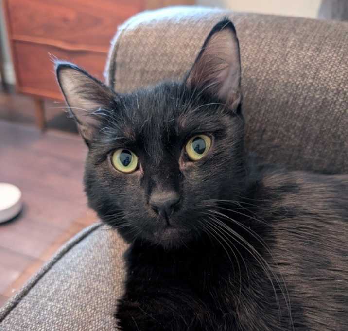 Photo of Nitro
