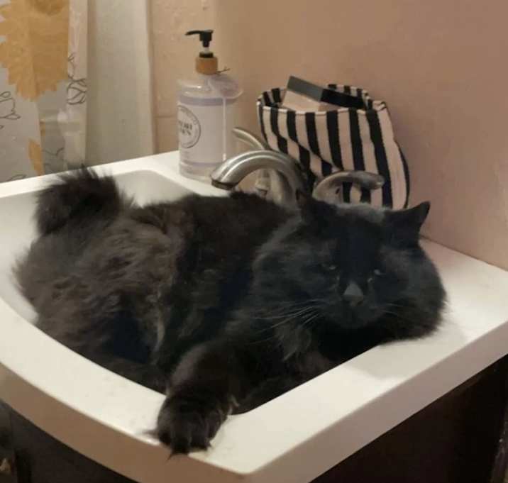 Photo of dexter and miss kitty (female)