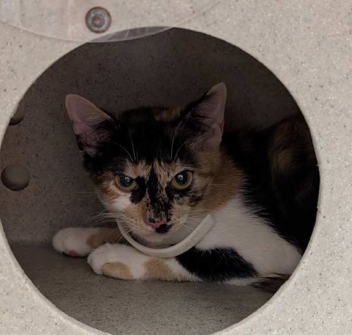 Photo of Cali