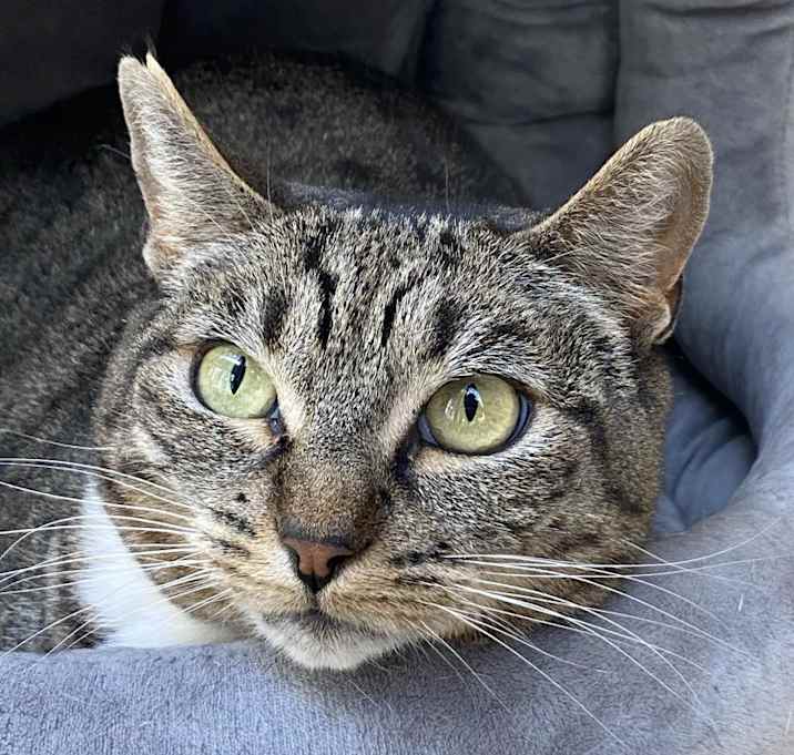 Photo of Petal