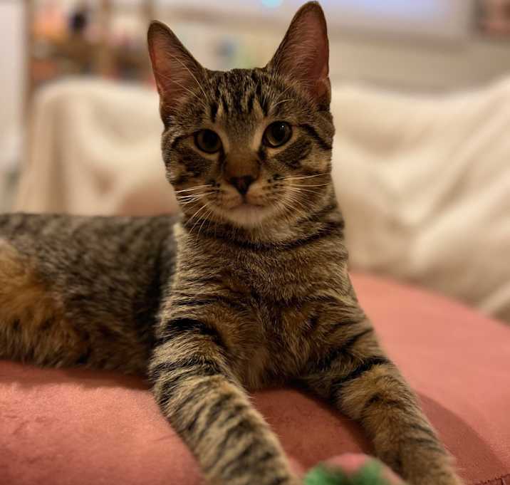 Photo of Rhysand