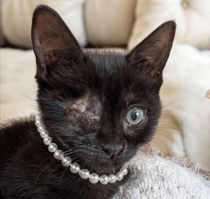 Photo of Wink