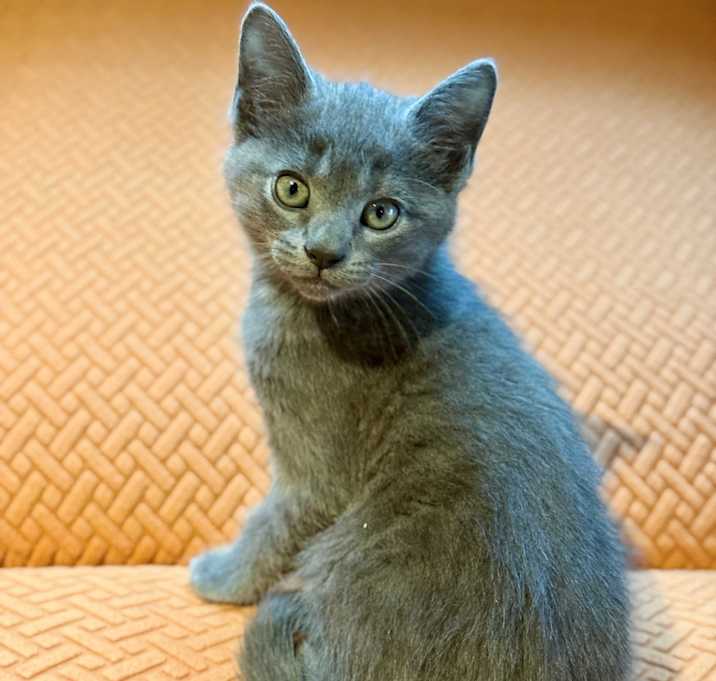 Photo of Grizzly