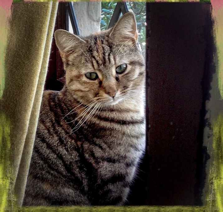 Photo of Kiki Twinkle Toes