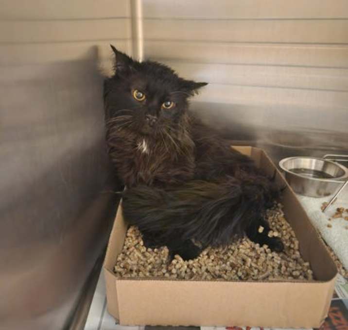 Photo of Blake *Barn Cat*