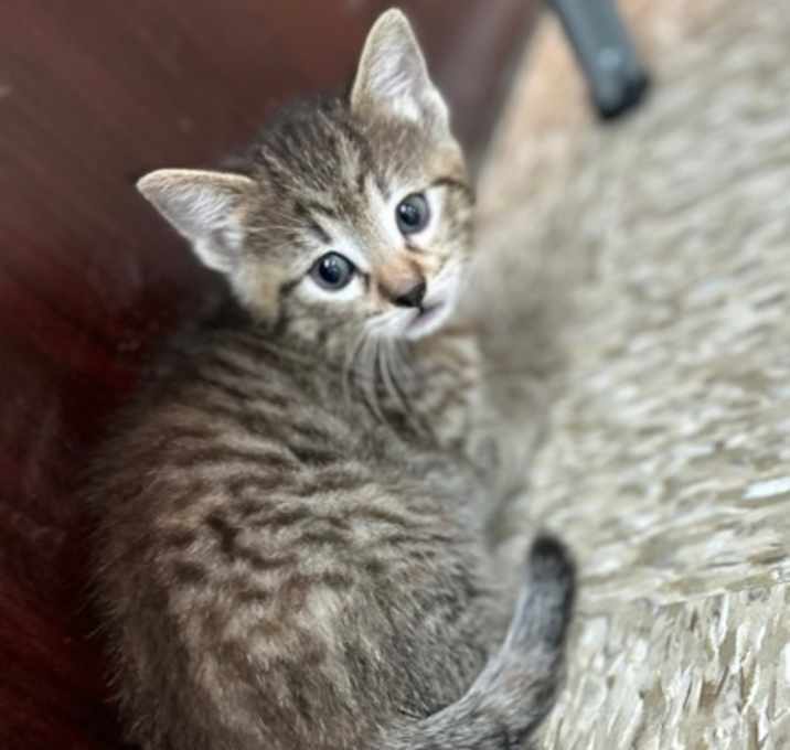 Photo of Midge