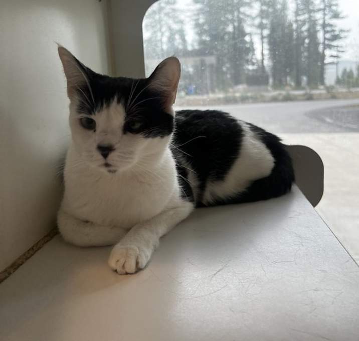 Photo of Snookums