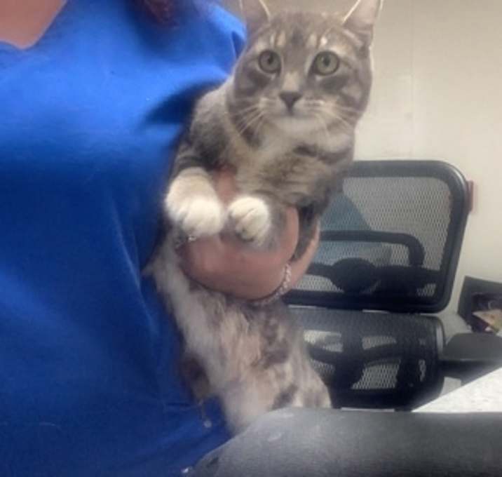 Photo of Dexter