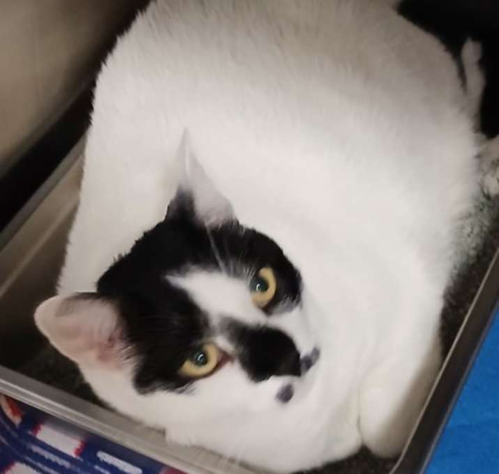 Photo of Nova