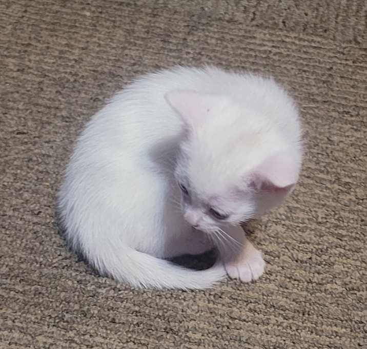 Photo of powder