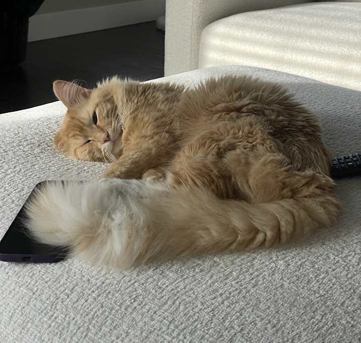 Photo of Simba