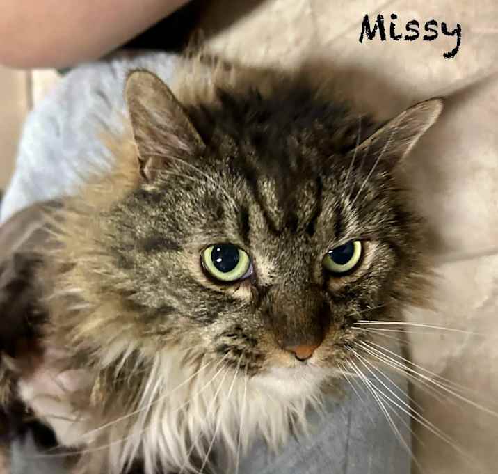 Photo of Missy