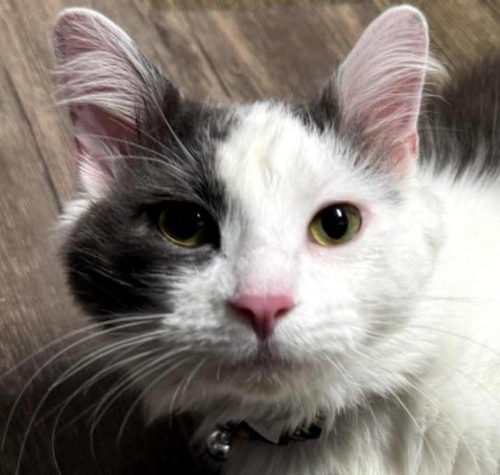 Photo of Elvis
