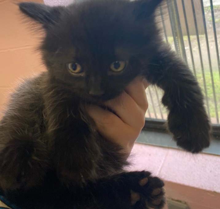 Photo of Louie